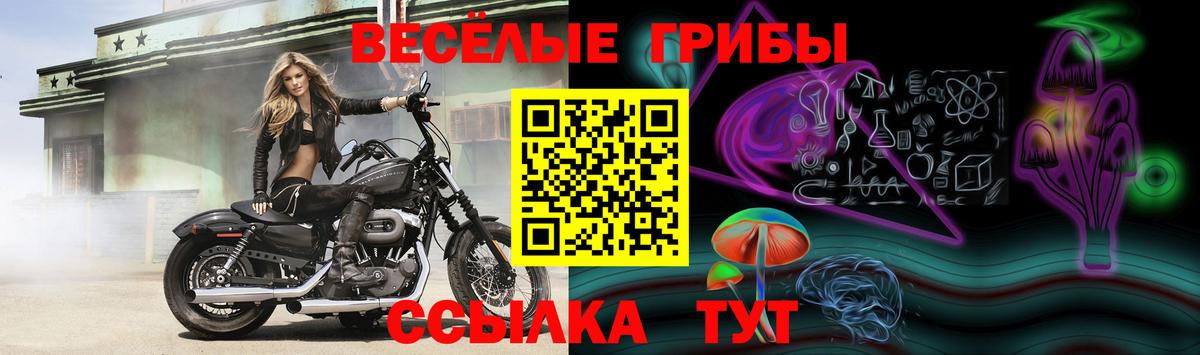 Галлюциногенные грибы Cubensis Новокубанск
